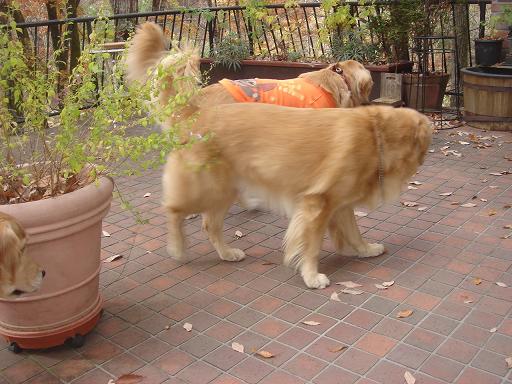 2007年秋 清里にて NO3_f0114128_95050100.jpg