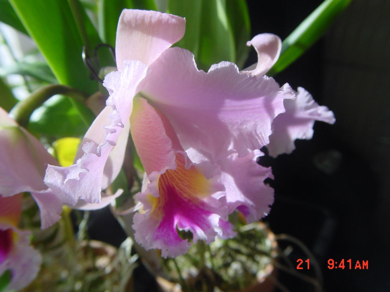 Blc. George King \'Selendipity\'_b0078238_12161415.jpg