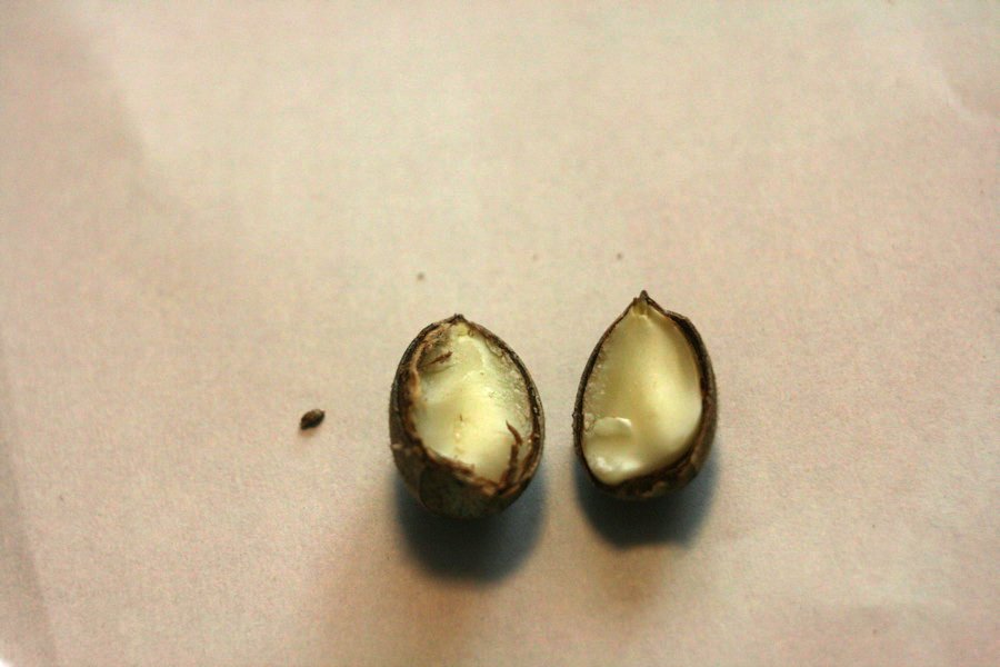 なぜ人は食べ物を残してはいけないのか_b0060239_2116475.jpg