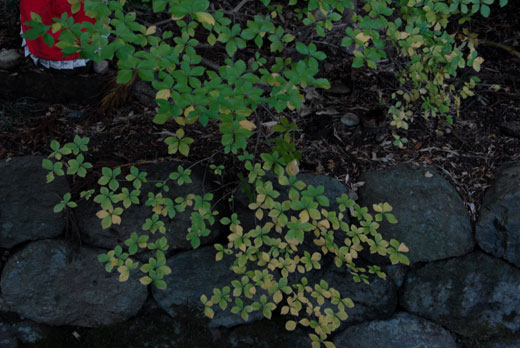 c0093046_6593268.jpg