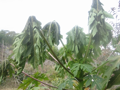 f0148649_754551.jpg