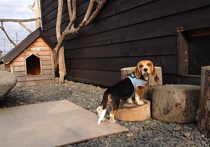 看板ビーグル犬むさし_a0070350_9424614.jpg
