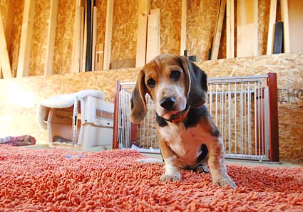 看板ビーグル犬むさし_a0070350_9434577.jpg