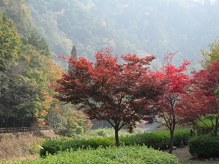 やっと一息　紅葉の野に・・・_c0020653_227514.jpg