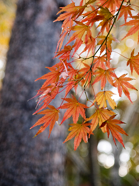 地元エリアの紅葉_a0100959_2071937.jpg