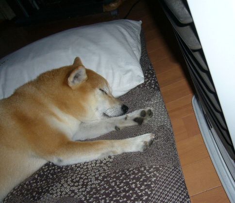 2007年11月21日(水)小春日和!_f0060461_1650222.jpg