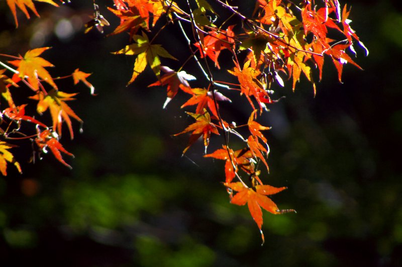 紅葉（大阪　箕面公園　その3）_a0096177_2102525.jpg