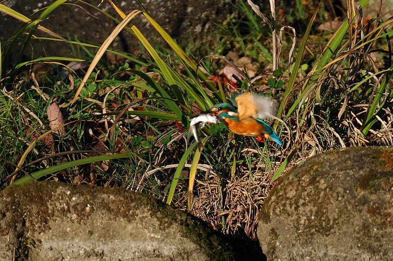 寝込みシリーズ　でか過ぎた魚_c0069178_2157682.jpg