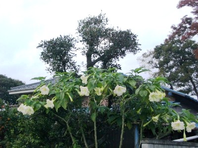 c0078480_19195381.jpg