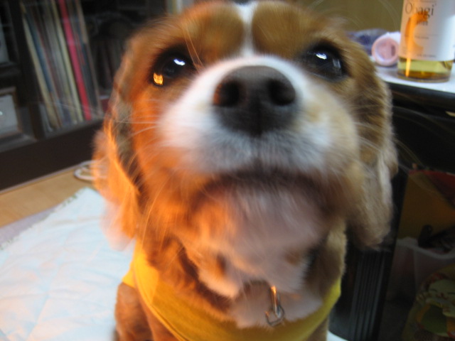 a0068693_044451.jpg