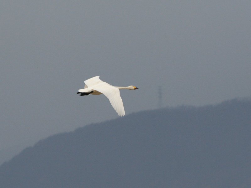 遅れて来た一羽の白鳥_e0103903_1949595.jpg