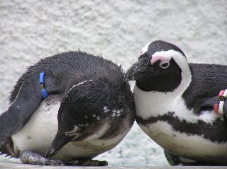 続、動物園にて_a0075819_21233776.jpg