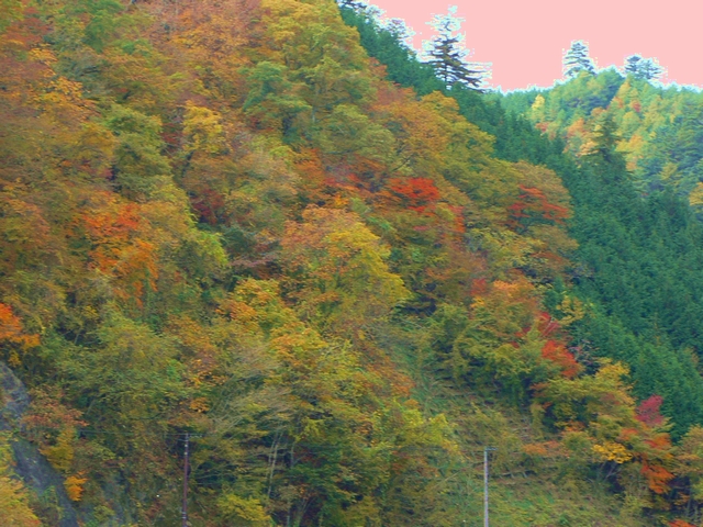 　山城と紅葉_d0092026_23123455.jpg