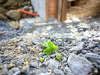 d0040733_10373327.jpg