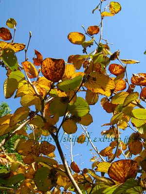 紅葉 黄葉_c0134734_12383183.jpg