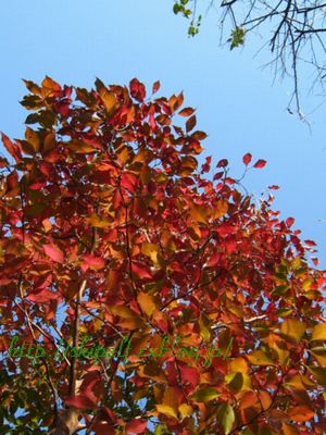 紅葉 黄葉_c0134734_1238505.jpg