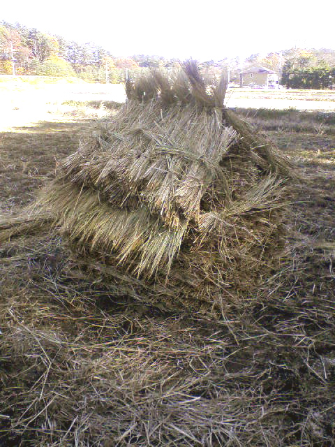 田んぼの様子 ー脱穀ー_f0040341_838429.jpg
