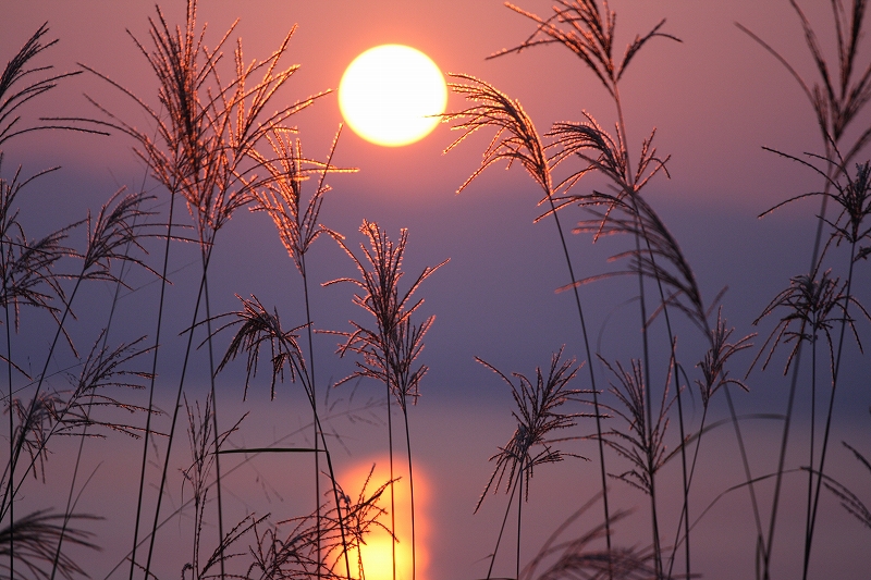 Ｓea and a pampas grass_a0060550_22575085.jpg