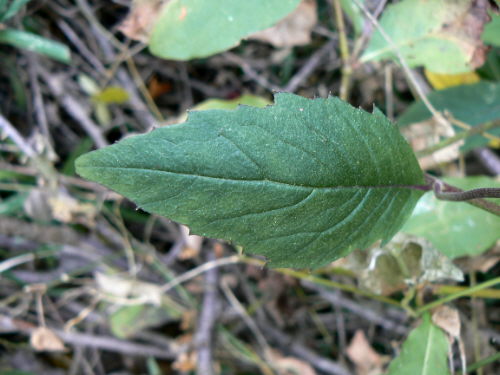 d0091754_09368.jpg