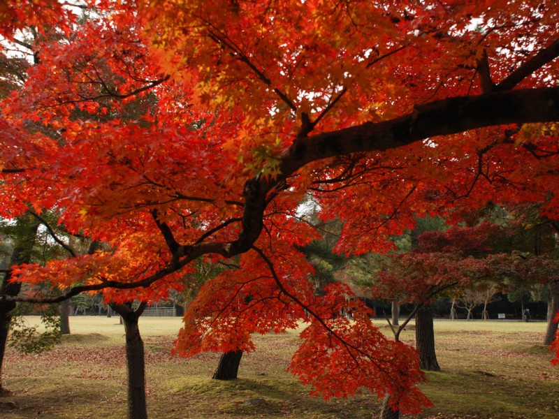 春日野（紅葉）_a0109160_82984.jpg