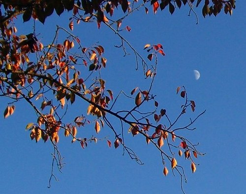 紅葉神社_a0065498_1614725.jpg