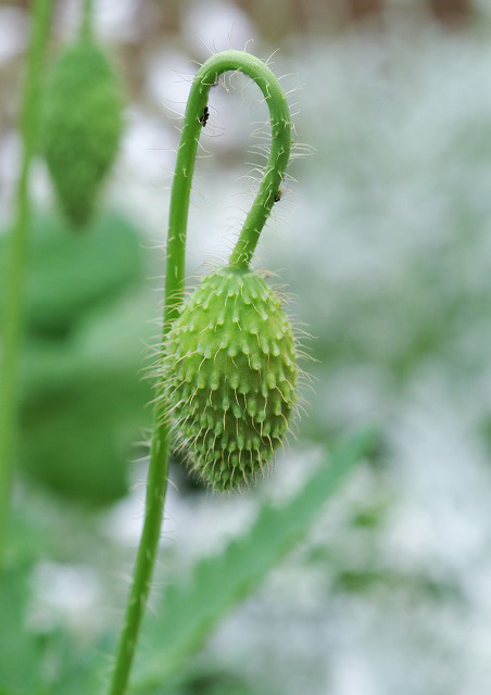 e0039703_23201336.jpg