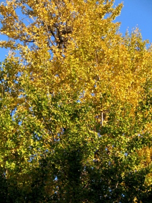 e0010418_1923322.jpg