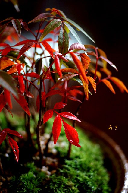 盆栽 『ハゼ』 紅葉 インテリア 観葉植物 ガーデニング b127 DIY