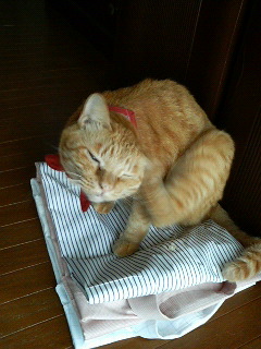 d0081025_1140487.jpg