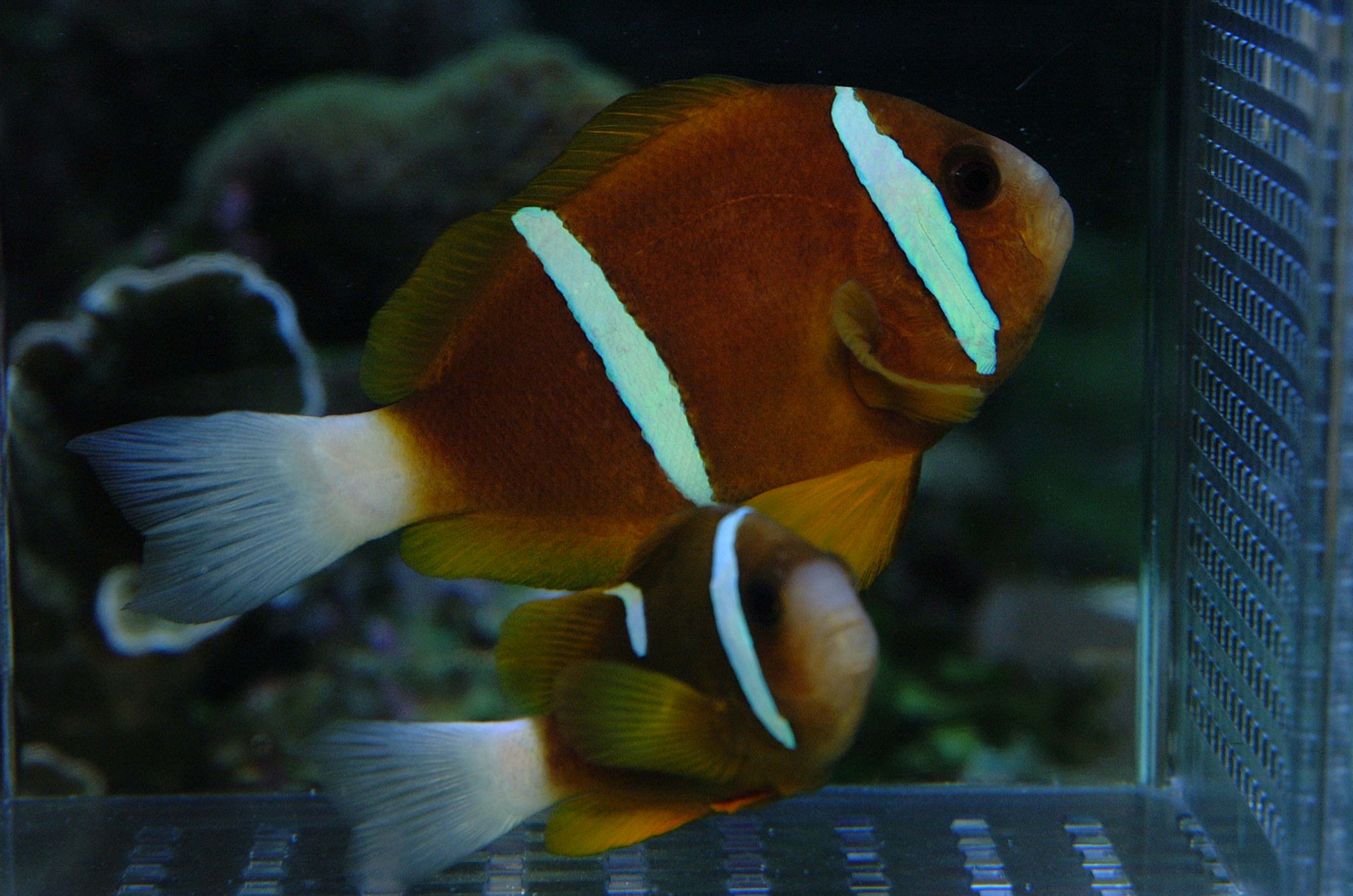 ブルームテールラス 海水魚 剥製 ブルームテールラス 海水魚 剥製 全身で「年末らしさ」を表現