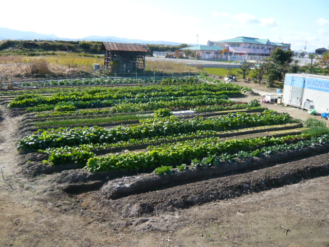 冬の神前農園_b0077531_0301758.jpg