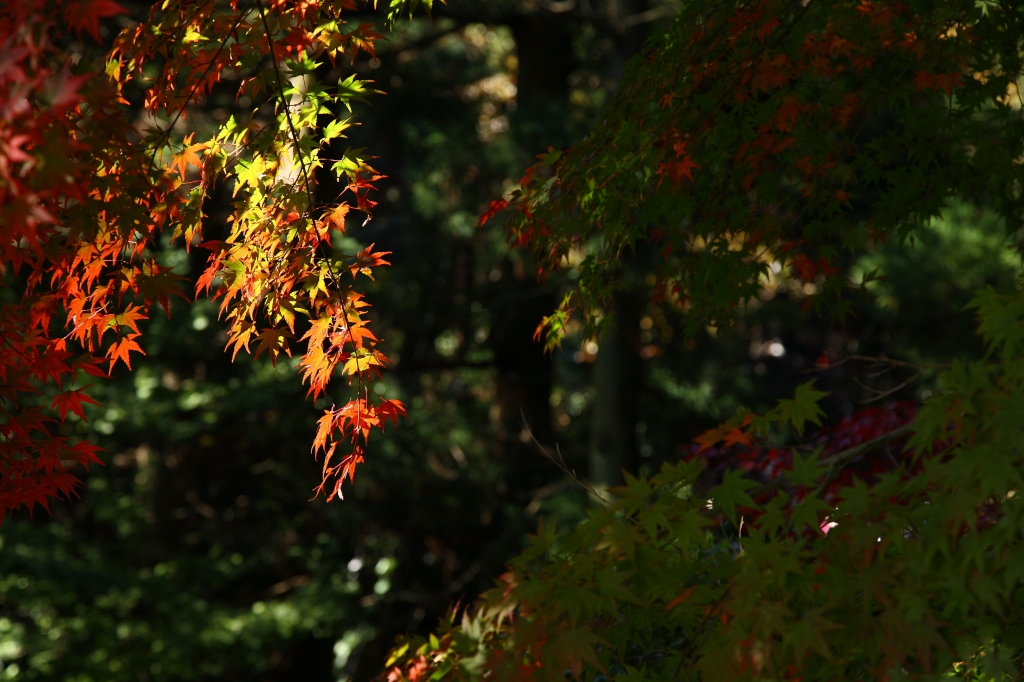 高尾山の紅葉_c0115948_2292186.jpg