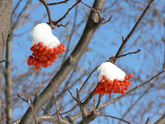 c0147548_2059095.gif