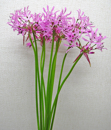 11月22日 ネリネ クリスパ 花ねこ日記