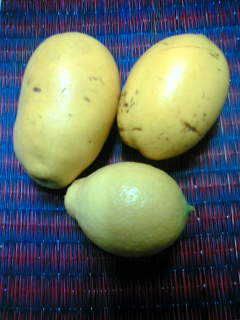 a0053063_0551791.jpg