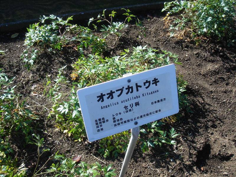 東京都薬用植物園観察会_f0059673_211729.jpg