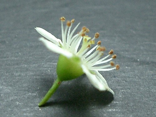 トキワサンザシ(常盤山櫨子)_c0085874_18364615.jpg