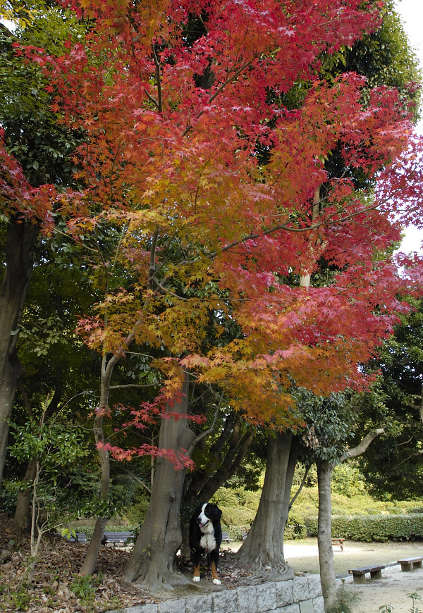 甲山森林公園_f0145674_22312883.jpg