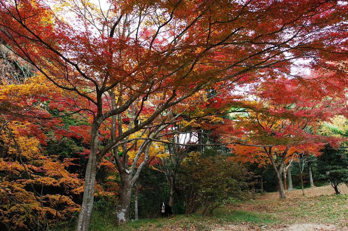 甲山森林公園_f0145674_2232367.jpg