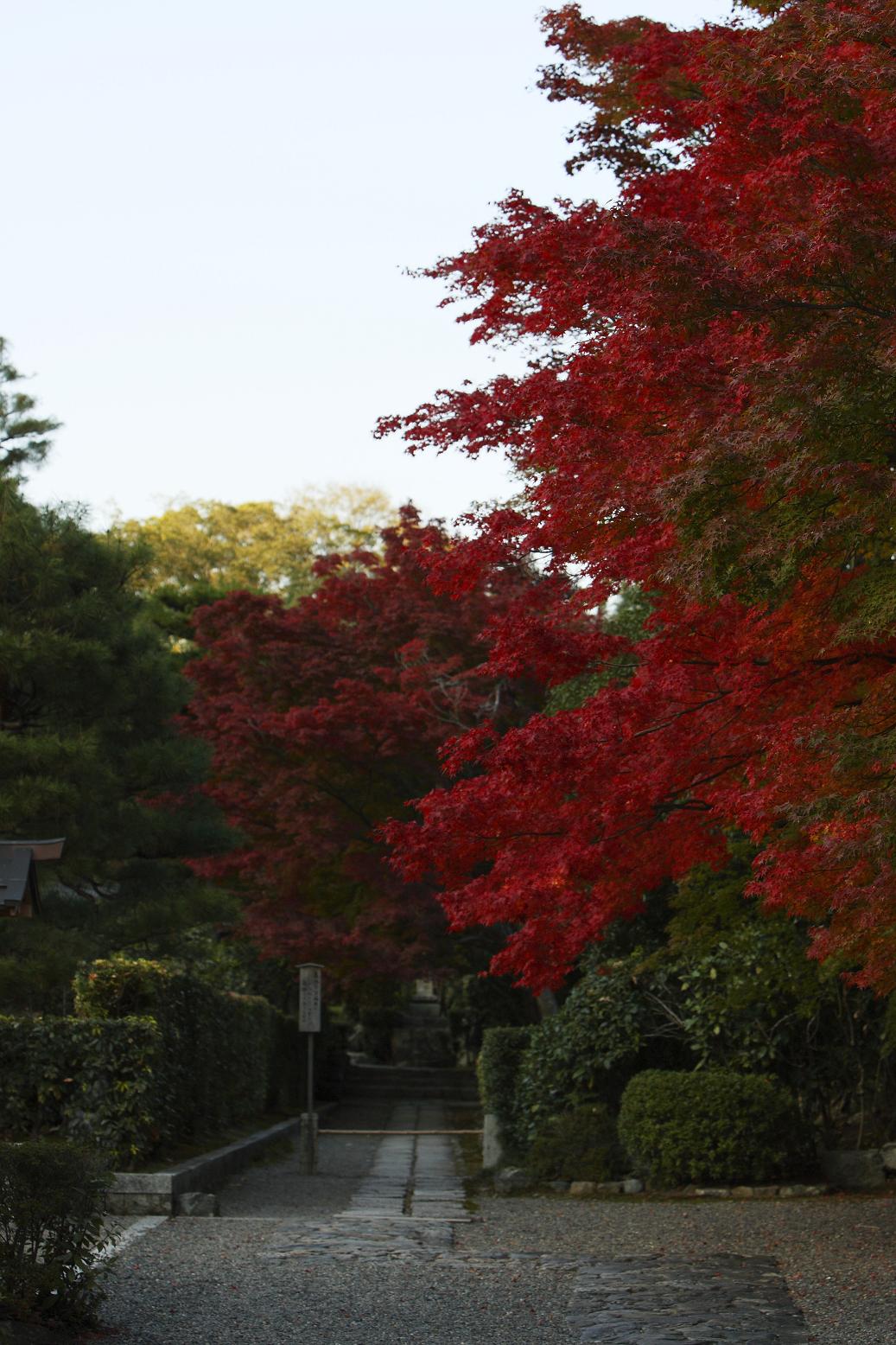 秋の京都は混んでいる_c0145198_22164580.jpg