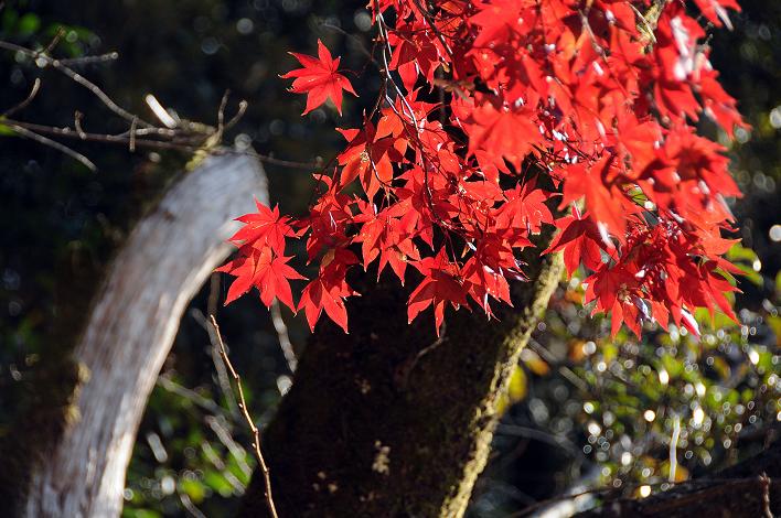 太宰府の紅葉 2007_a0042310_12395726.jpg