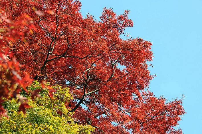 太宰府の紅葉 2007_a0042310_130554.jpg