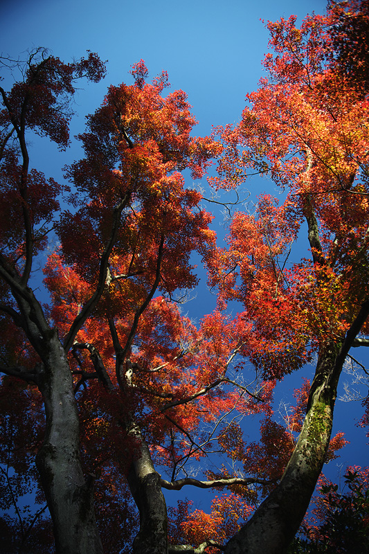 c0115616_741457.jpg
