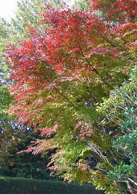 a0087818_21364756.jpg