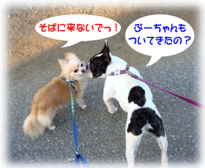b0078030_184313100.gif