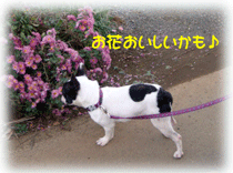 b0078030_1846582.gif