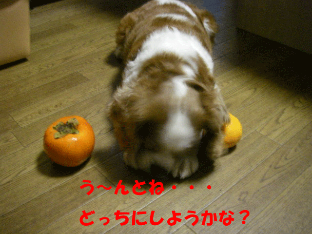 c0136838_22292110.gif