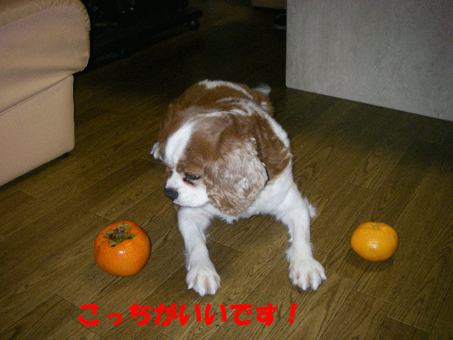 c0136838_2231686.gif