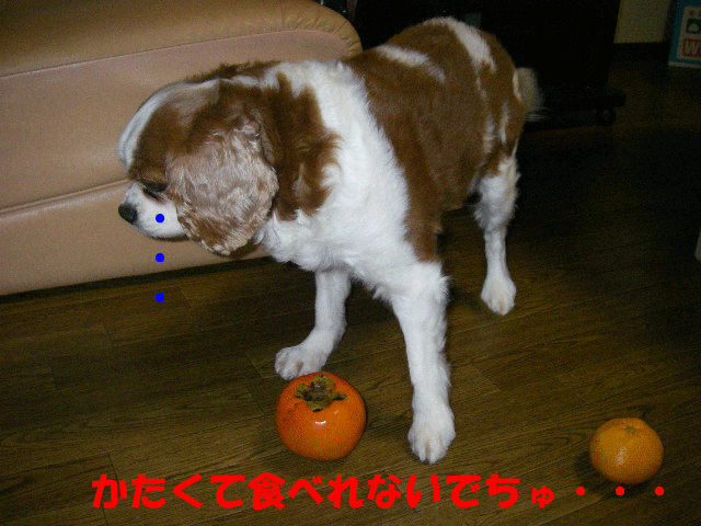 c0136838_2236239.gif