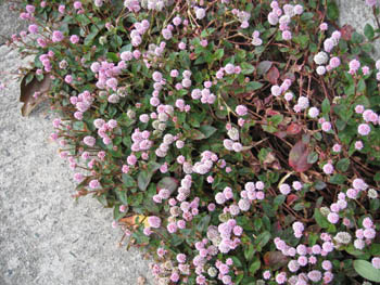 e0110940_19504393.jpg